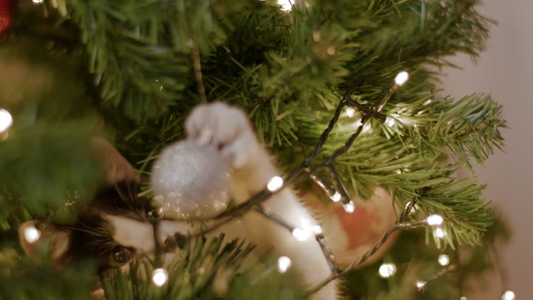 Close-up of cat playing with christmas ball on tree