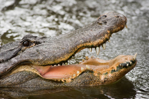 istock Large alligator in water, head shot with mouth open 1300410178