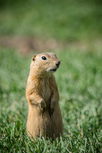 A standing praiair dog is alert and near their burrow