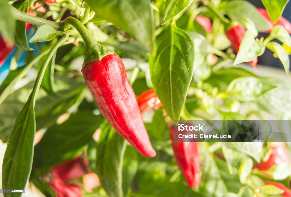 Hot chili pepper with red fruits growing on a bush, close-up Hot chili pepper with red fruits growing on a bush, close-up. Chili Pepper Stock Photo