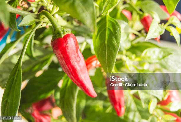 Hot Chili Pepper With Red Fruits Growing On A Bush Closeup Stock Photo - Download Image Now