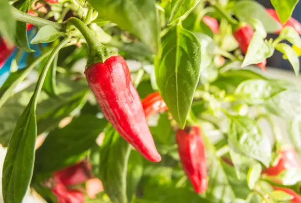 Photo of Hot chili pepper with red fruits growing on a bush, close-up