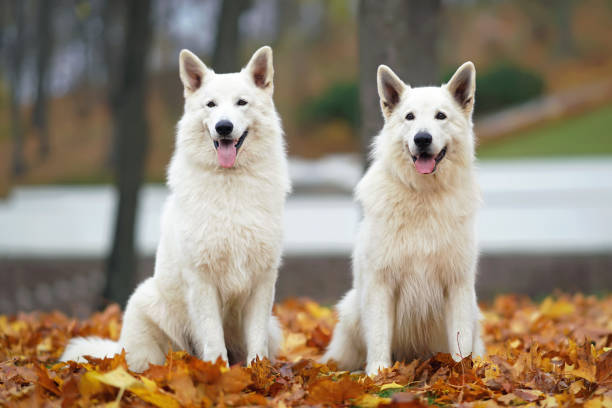 dois cães pastores brancos de cabelos longos posando ao ar livre sentados em folhas de bordo caídas no outono - maple leaf green outdoors - fotografias e filmes do acervo