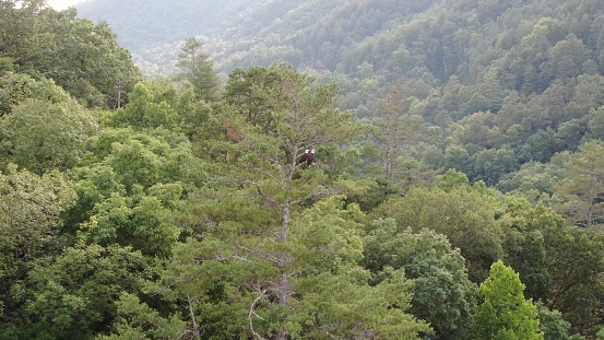 Two bald eagles in the wild of the Smokey Mountains