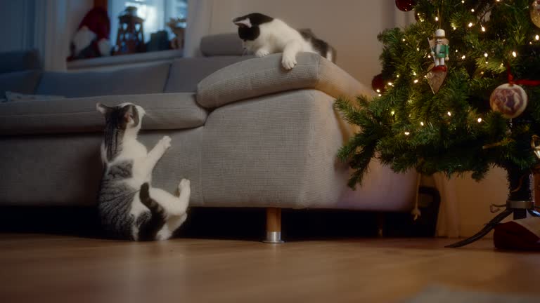 Cats playing around couch beside decorated christmas tree