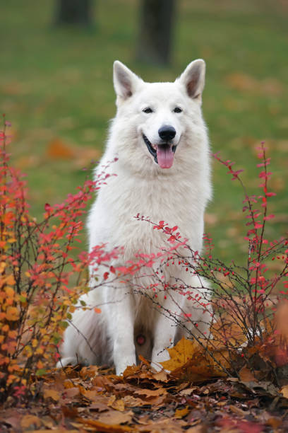 adorável cão pastor suíço branco de cabelos longos posando ao ar livre sentado em bordo caído deixa para trás arbustos vermelhos no outono - maple leaf green outdoors - fotografias e filmes do acervo