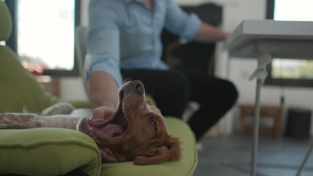 Cute dog lying on chair and looking at camera while pet owner sitting at table and working from home