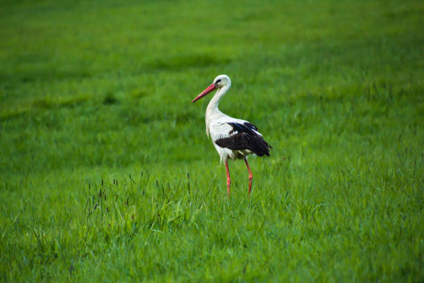 portrait of a stork (ciconia) in a meadow in the evening light at hafling, south tyrol / italy - hafling imagens e fotografias de stock