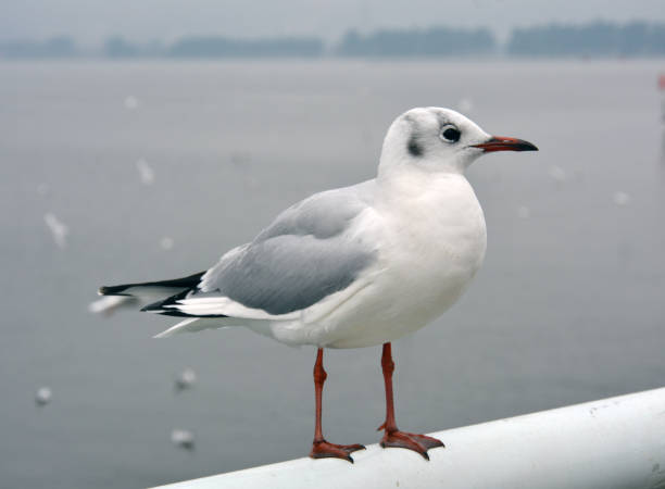 istock one larus ridibundus with grey wings standing on the handrail 1300418026