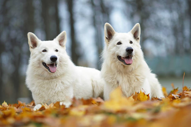 dois felizes cães pastores brancos de cabelos longos posando ao ar livre juntos deitados em folhas de bordo caídas no outono - maple leaf green outdoors - fotografias e filmes do acervo