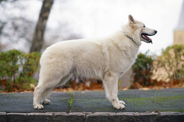 istock Long-haired White Swiss Shepherd dog with a black collar posing outdoors standing on an asphalt in a city park in autumn 1300418081