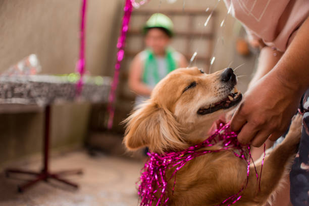 Puppy enjoying the carnival