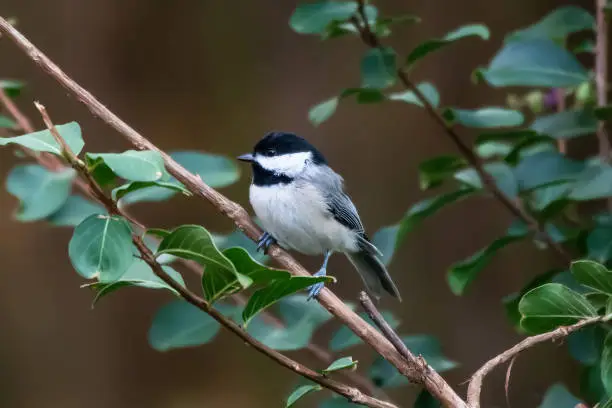 A small songbird perching on a branch