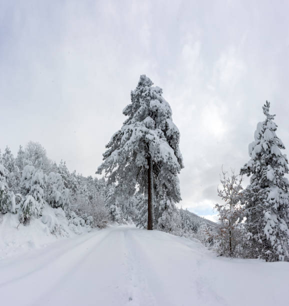 istock winter season snowfall pine trees 1300419582