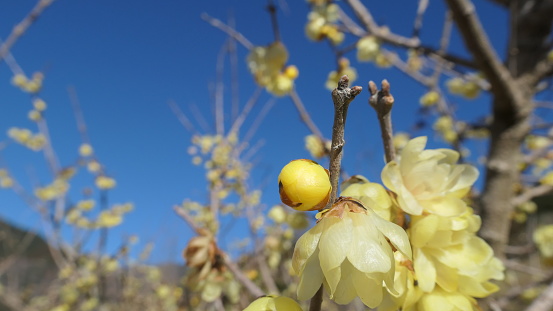 wintersweet