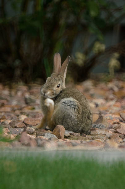istock Baby rabbit in mid-scratch with its hind paw. 1300421323