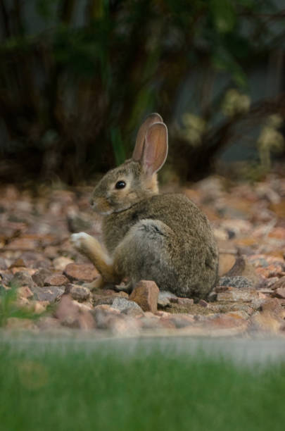 istock A baby rabbit with its hind foot out after scratching its face. 1300421407