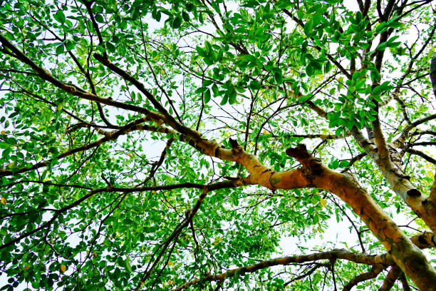 istock Low angle of tree and green leaves and branches 1300423234