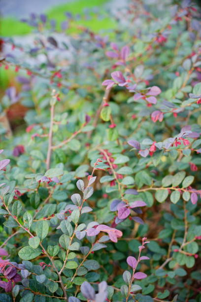 istock Chinese fringe bush 1300423326