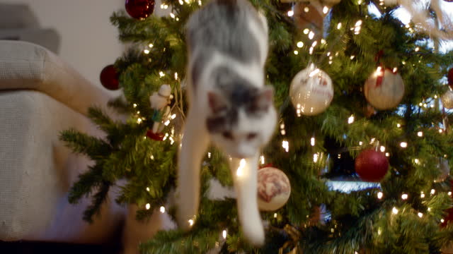 Zeitlupe der Katze, die beim Spielen mit geschmücktem Weihnachtsbaum herunterfällt