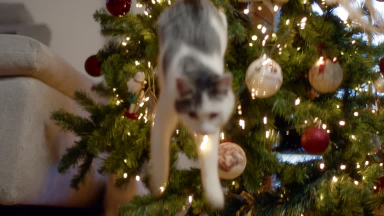 Cat Destroys Christmas. Cat falling down while playing with decorated christmas tree. The cat overturned the Christmas tree.