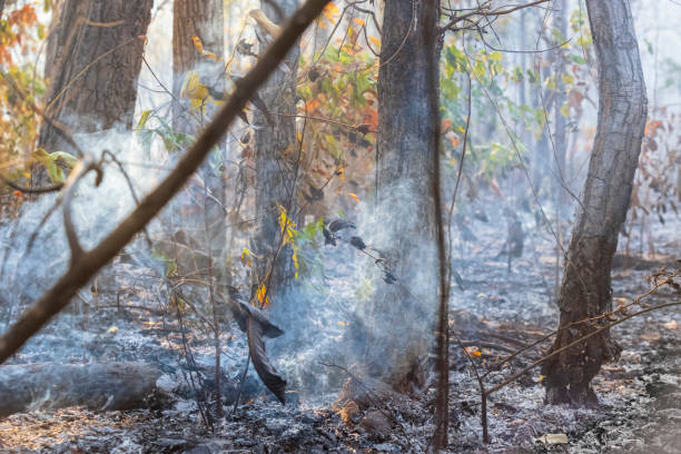 istock After rain forest fire disaster is burning caused by humans 1300428143