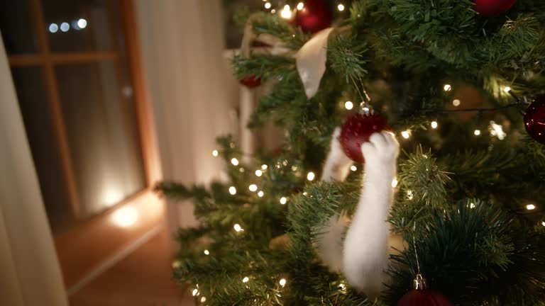 Cat playing with red christmas ball on tree