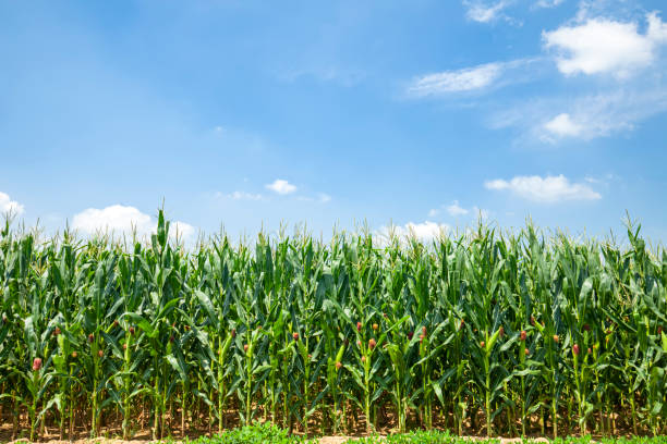 istock The corn grew in the field, the corn in the blue sky 1300428816