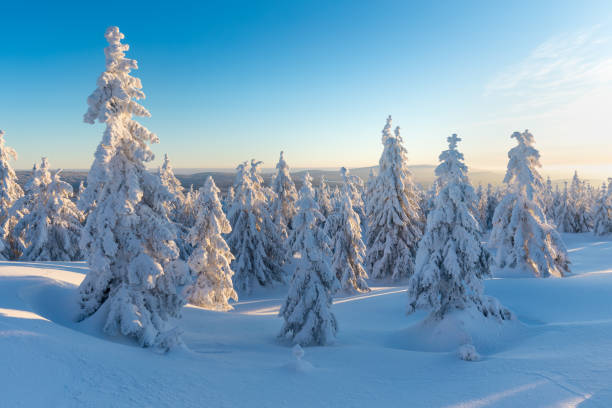 istock Panoramic landscape of Jizera Mountains, view from peak Izera with frosty spruce forest, trees and hills. Winter time near ski resort, blue sky background. Liberec, Czech Republic, Northern Bohemia 1300428940