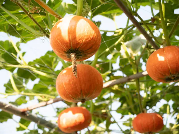 Photo of Orange pumpkins at outdoor farmer market