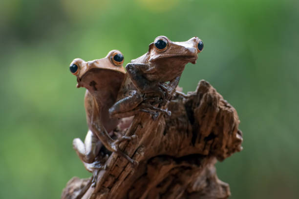 istock a pair of eared tree frog on a tree stump 1300429931
