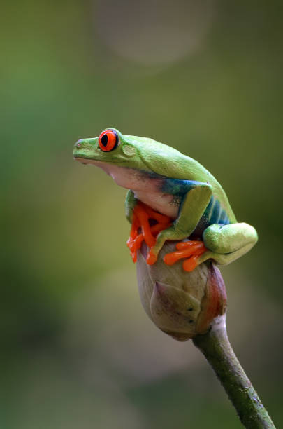 istock Red-eyed tree frog perched on lotus flowers 1300429935