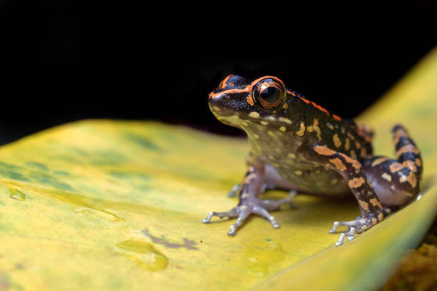 istock Spotted stream frog sitting in the yellow leaf 1300429948