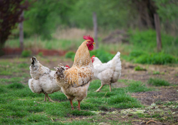 istock Rooster and Chickens. Free Range Cock and Hens 1300430559