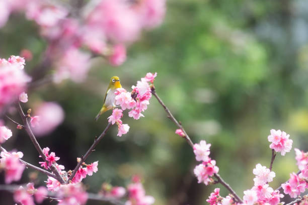 istock Scarlet cherry blossoms blooming in early spring in Okinawa 1300430741