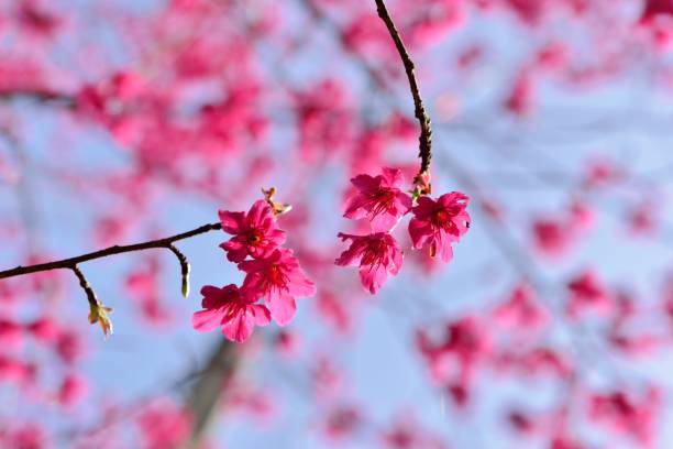 istock Taiwan Mountain Cherry Blossom (Prunus campanulata Maxim) 1300434983