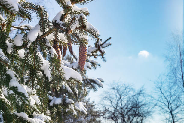 istock Branches of spruce with a pine cone against the blue sky 1300435002
