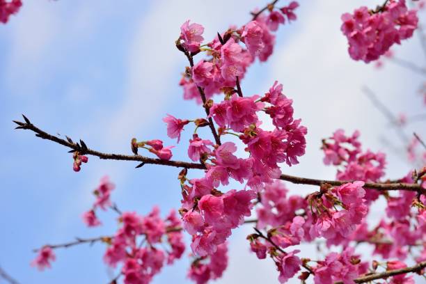 istock Taiwan Mountain Cherry Blossom (Prunus campanulata Maxim) 1300435023