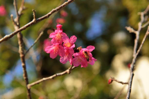 istock Taiwan Mountain Cherry Blossom (Prunus campanulata Maxim) 1300435072