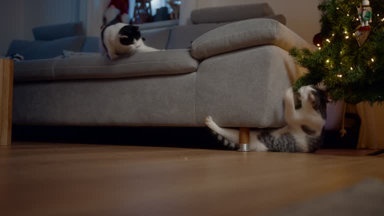 Cats playing around couch beside decorated christmas tree