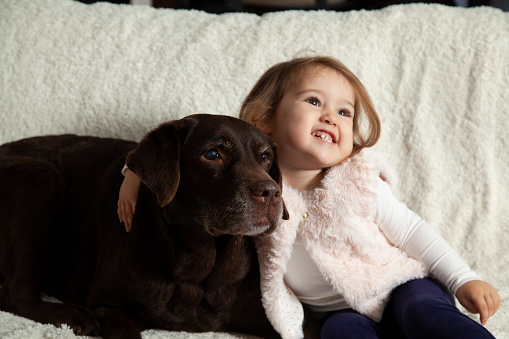 2.5 year old baby girl playing with her labrador dog