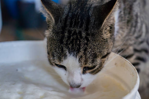 istock Tabby cat drinking milk out of a bucket 1300437544