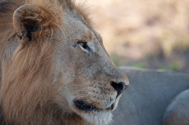 istock Male Lion in Africa 1300439639