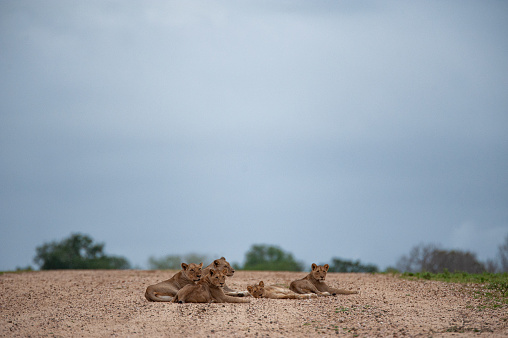 A few female lions seen on a safari in South Africa