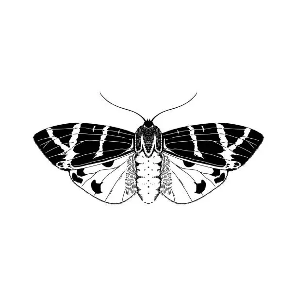 Vector illustration of High detailed illustration tiger moth. Vector insect drawing on white background.