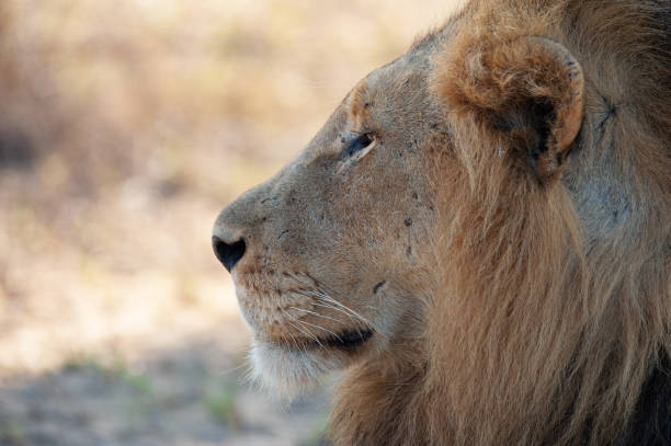 istock Male Lion in Africa 1300441200