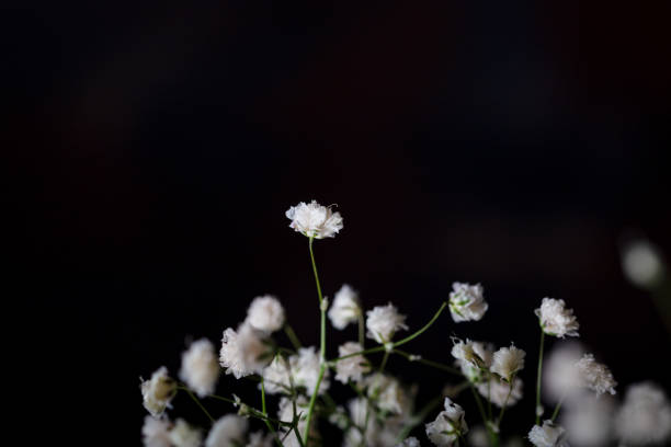 istock Small white flowers in front of a dark background. 1300441988