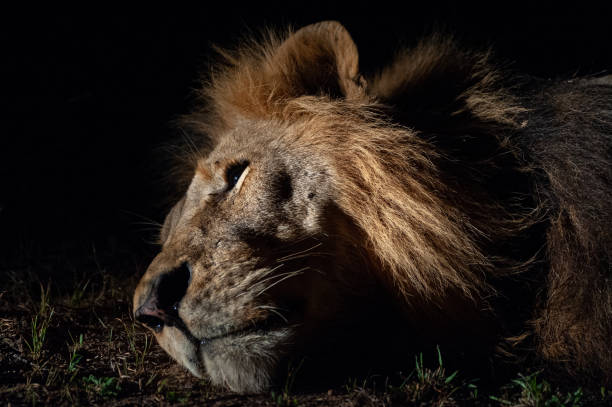 istock Male Lion in Africa 1300442122