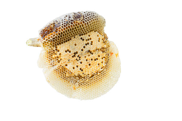 istock Organic honeycomb isolated on white background - Clipping path 1300442165