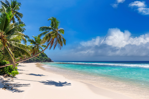 Palmeras de coco en la playa en isla tropical photo